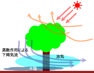蒸散作用による下降気流で樹木の木陰で蓄えられた涼気を流す