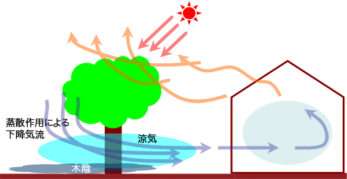 下降気流に乗った涼気を家に取り込む